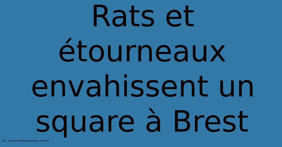 Rats Et Étourneaux Envahissent Un Square À Brest