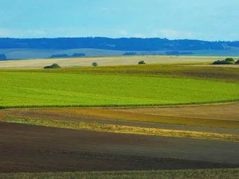olivers vignes