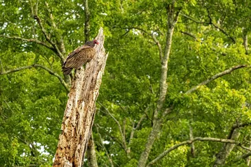vautour