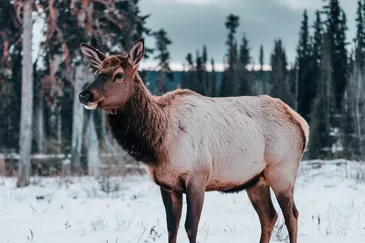 CHAMOIS