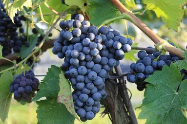 vignes ok